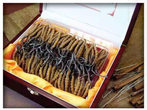 带岭冬虫夏草回收